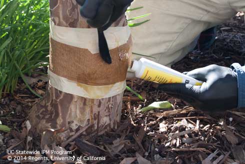 Applying a sticky barrier on a tree wrap to exclude ants and other flightless insects.