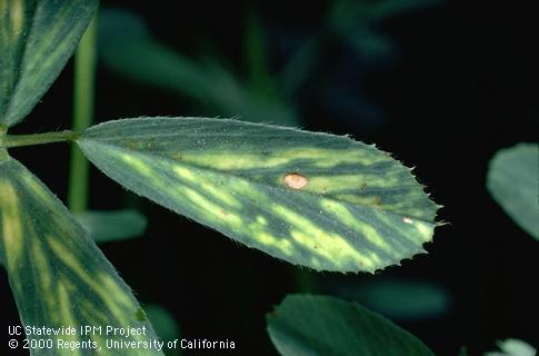 Foliage damaged by alfalfa mosaic.