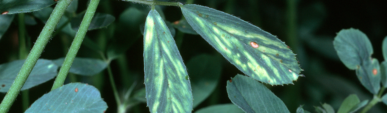 Symptoms of alfalfa mosaic virus.