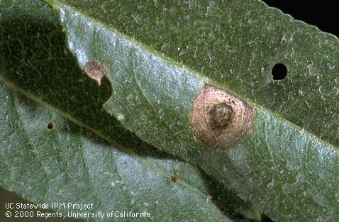 Alternaria leaf spot of almond.