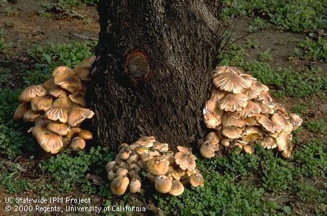 Field shot of Armillaria root rot, oak root fungus.