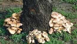 Mushrooms at base of infected tree