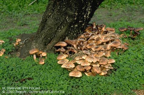 Mushrooms of Armillaria root rot, or oak root fungus, <i>Armillaria mellea</i>.