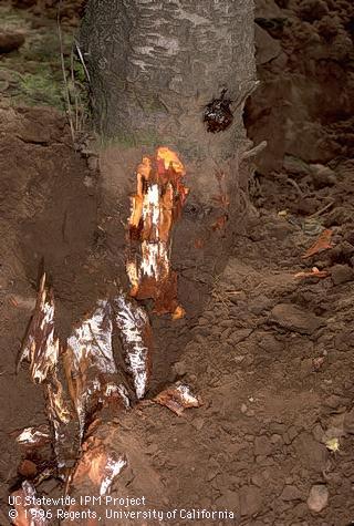 Fungus tissue of Armillaria root rot, oak root fungus.