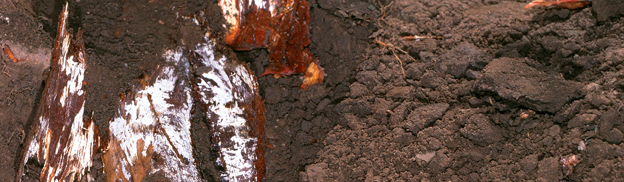 White mycelial mats are evident at or below ground in trees infected with Armillaria.