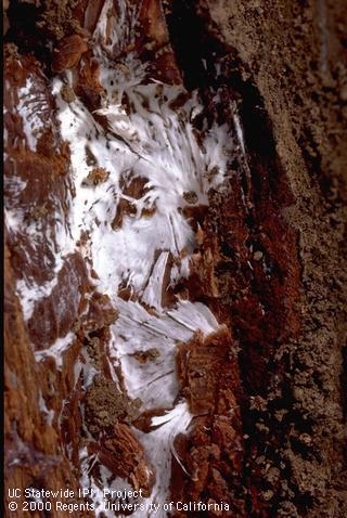 Fungus tissue of Armillaria root rot, oak root fungus.