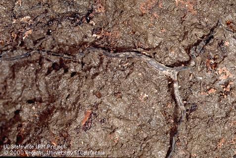 Fungus tissue of Armillaria root rot, oak root fungus.