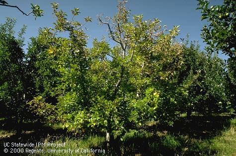 Foliage damaged by Armillaria root rot, oak root fungus.