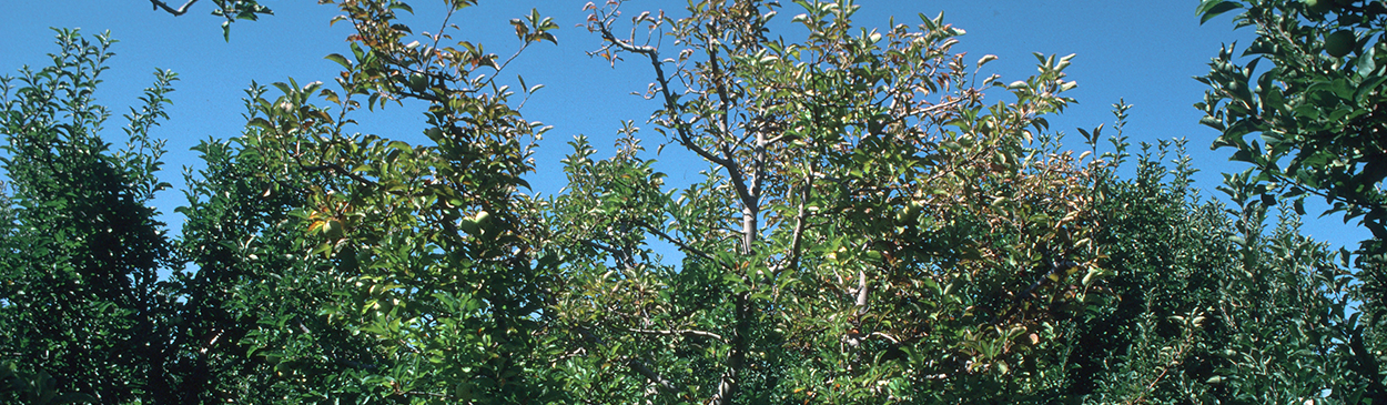 Armillaria infections often affect only one or two scaffolds, causing leaves to die and drop.