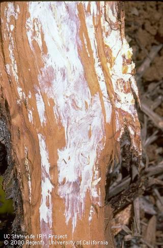 Mycelial plaques of Armillaria root rot (oak root fungus).