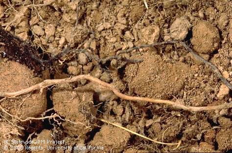 Armillaria mellea rhizomorph (above) compared to tree roots (below).