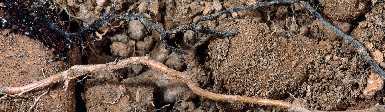 The top structure is an Armillaria rhizomorph; beneath it is a healthy root.