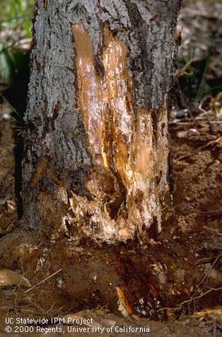 Trunk damaged by Armillaria root rot, oak root fungus.