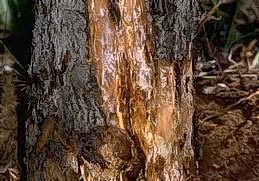 Peel off bark to check for oak root fungus