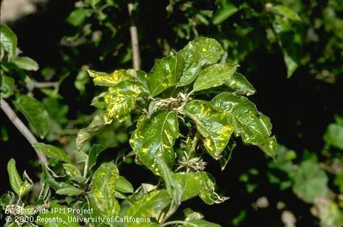 Foliage damaged by apple mosaic.