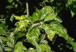 Apple leaves curled and discolored yellow by Apple mosaic virus.