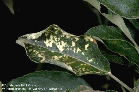 Foliage damaged by apple mosaic.