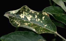 Apple leaf curled and discolored white by Apple mosaic virus.