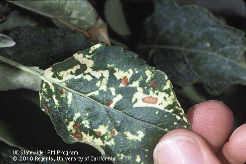 Foliage damaged by apple mosaic.