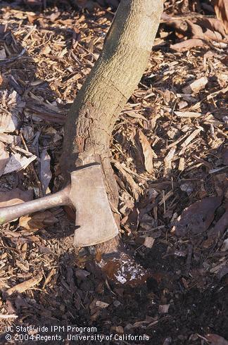 Soil and bark removed to show white mycelium of the Armillaria root rot pathogen,<I>Armillaria mellea,</I> infecting a young avocado root crown.