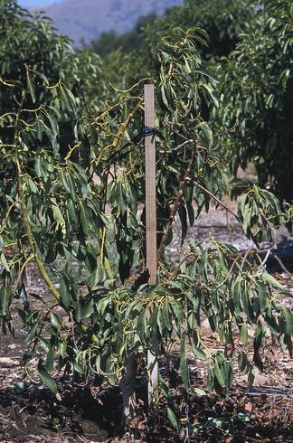 Avocado with wilted leaves from Armillaria root rot, caused by <I>Armillaria</I> sp. 