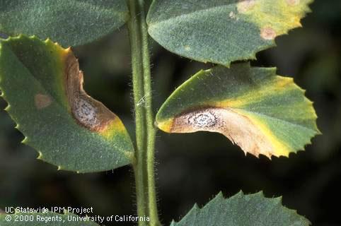 Foliage damaged by Ascochyta blight.