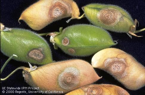 Fruit damaged by Ascochyta blight.