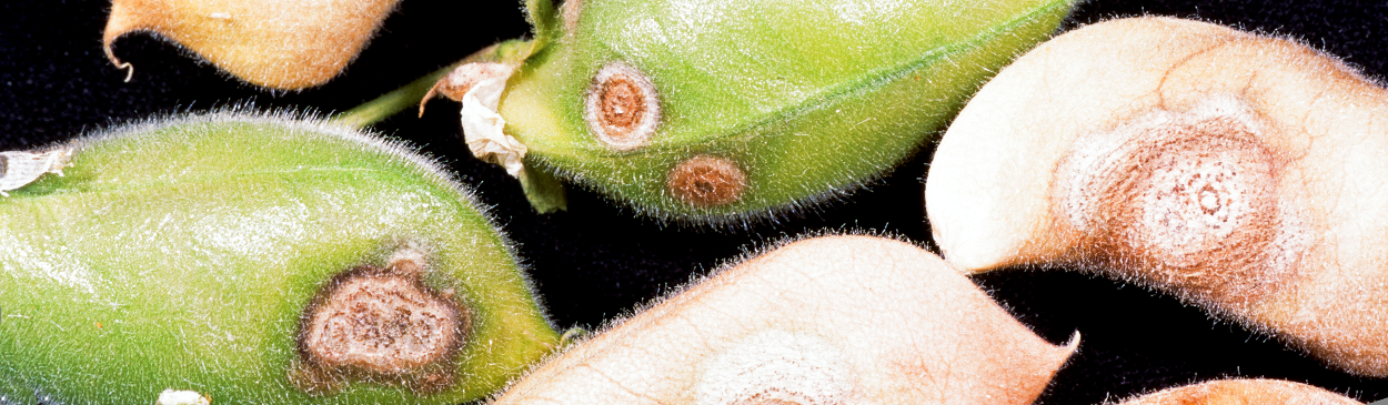 Concentric circles of pycnidia in Ascochyta blight pod lesions.