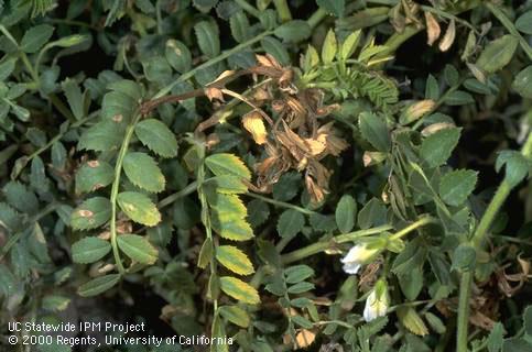 Stem damaged by Ascochyta blight.