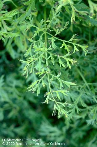 Dark carrot leaf tip lesions caused by Alternaria leaf blight.