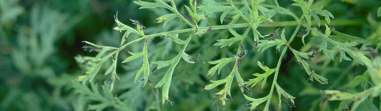 Alternaria leaf blight induced dark brown lesions on the tips of carrot leaf blades.