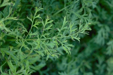 Carrot leaf tips discolored by Alternaria dauci.