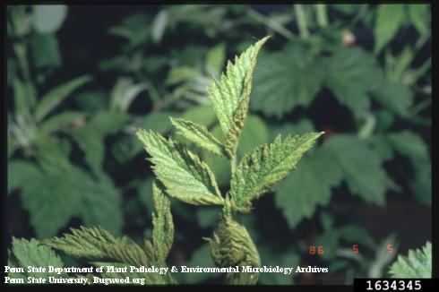 A black raspberry shoot with deformed, undersized leaves due to orange rust, <i>Arthuriomyces peckianus</i>.