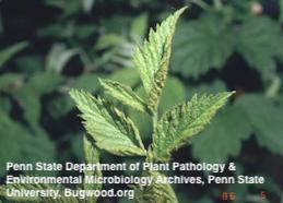 Small, deformed leaves of black raspberry infected with orange rust.s