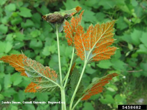 Black raspberry leaves with orange pustules on the underside due to orange rust, <i>Arthuriomyces peckianus</i>.