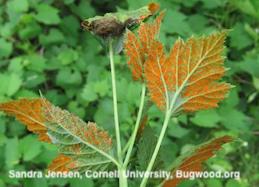 A black raspberry with the orange fruiting bodies (aecia) of orange rust on the underside of leaves.