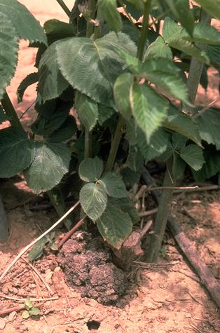 Crown gall of blackberries.