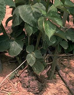 :  Galls on blackberry roots