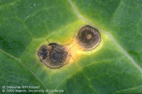 Foliage damaged by Alternaria leafspot.