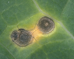 Alternaria leafspot lesions