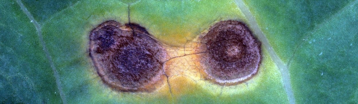 Alternaria leafspot lesions.