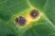 Alternaria leafspot lesions.