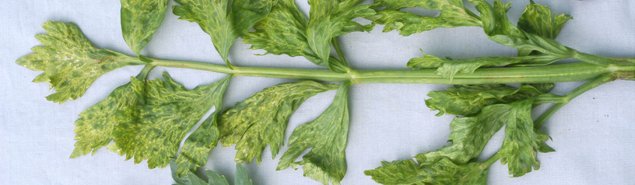 Yellow mosaic patterns on celery leaf (right) caused by Apium virus Y.