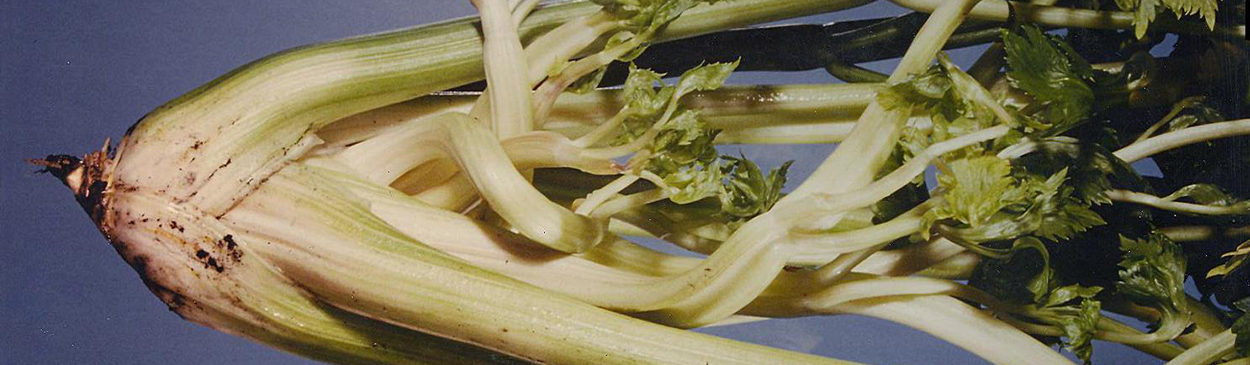 Yellowish-white twisted inner petioles on celery plant due to infection by aster yellows phytoplasma.