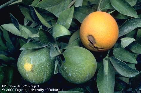 Early development of mature color and a brown, cracked lesion in an orange fruit due to Alternaria rot, <i>Alternaria citri</i>.