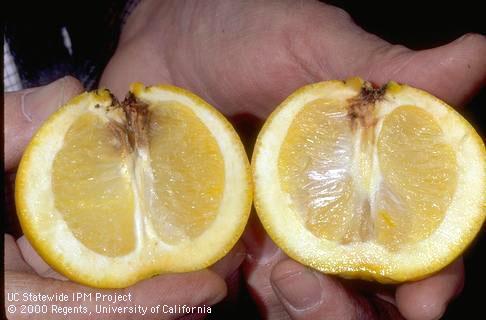 A citrus fruit cut open to reveal brown decay inside the stem end due to Alternaria rot, <i>Alternaria citri</i>.