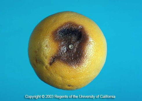 Brown, decay at the stem end of a grapefruit infected with, <I>Alternaria citri.</I> .