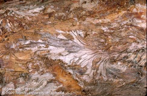 Armillaria root rot, oak root fungus.