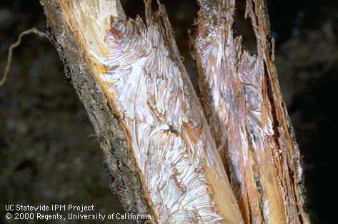 White mycelial fans of Armillaria root rot, <i>Armillaria mellea</i>, exposed under bark.