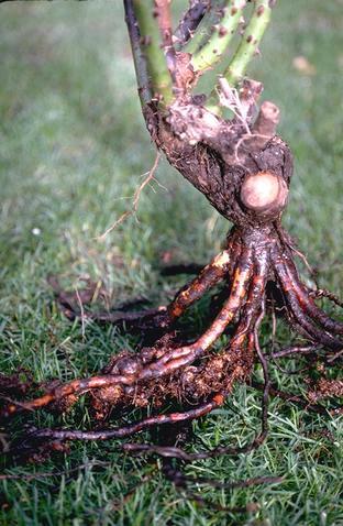 A rose shrub with abnormal, dense clusters of small roots, a disease called hairy root caused by infection with <i>Agrobacterium rhizogenes</i>.